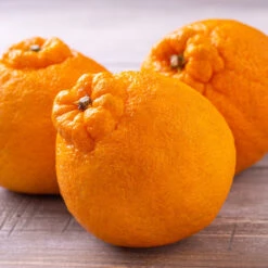 Shiranui Mandarin Tree -Garden Oasis Shiranui Mandarin 4 FGT