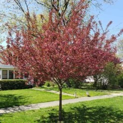 Show Time™ Crabapple Tree -Garden Oasis Show Time Crabapple 3