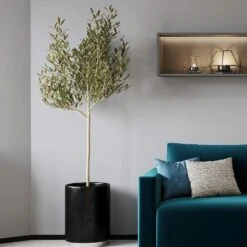 Sikitita Olive Tree -Garden Oasis Sikitata Olive 2