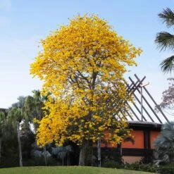 Yellow Trumpet Tree -Garden Oasis Silver Trumpet Tree 8