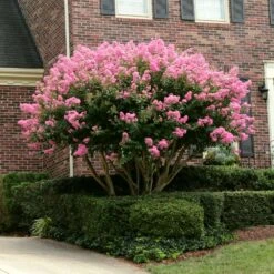 Sioux Crape Myrtle -Garden Oasis Sioux Crape myrtle 2