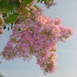 Sioux Crape Myrtle -Garden Oasis Sioux Crape myrtle 4 FGT