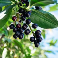 Skip Laurel 8 Skip Laurel -Garden Oasis Skip Laurel 1 FGT