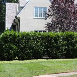 Skip Laurel 9 Skip Laurel -Garden Oasis Skip Laurel 5