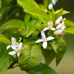 Smith Red Orange -Garden Oasis Smith Red Orange 7