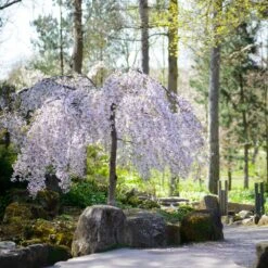 Snow Fountains® Weeping Cherry Tree -Garden Oasis Snow Fountains Weeping Cherry 8