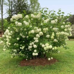Snowball Bush 11 Snowball Bush -Garden Oasis Snowball Viburnum 2 FGT