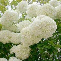 Snowball Bush 13 Snowball Bush -Garden Oasis Snowball Viburnum 3 FGT