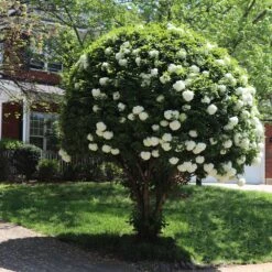 Snowball Bush 12 Snowball Bush -Garden Oasis Snowball Viburnum 7 FGT