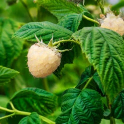 Snowbank White Blackberry Bush -Garden Oasis Snowbank Blackberry 1