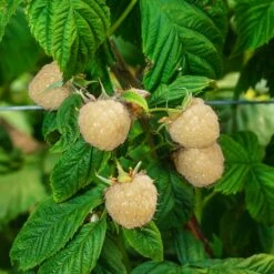 Snowbank White Blackberry Bush -Garden Oasis Snowbank Blackberry 3