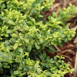 Soft Touch Holly Shrub 5 Soft Touch Holly Shrub -Garden Oasis Soft Touch Holly 4