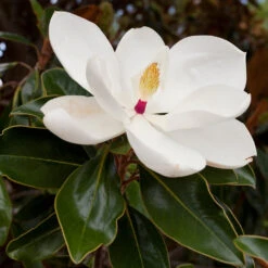 Southern Magnolia 7 Southern Magnolia -Garden Oasis Southern Magnolia 8 FGT