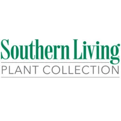 Purple Daydream® Dwarf Loropetalum -Garden Oasis Southn Living 1000x1000 332b655e 76b7 4653 93b7 9ebbd0ebc684