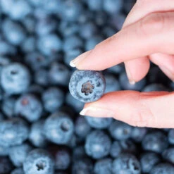 Spartan Blueberry Bush -Garden Oasis Spartan Blueberry 5 FGT