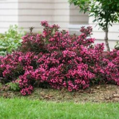 Spilled Wine® Weigela Shrub 7 Spilled Wine® Weigela Shrub -Garden Oasis Spilled Wine Weigela 1 FGT