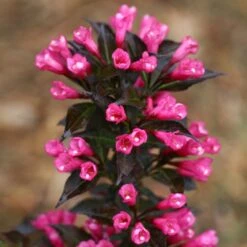 Spilled Wine® Weigela Shrub 8 Spilled Wine® Weigela Shrub -Garden Oasis Spilled Wine Weigela 4 FGT