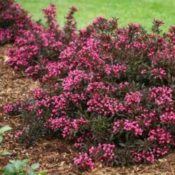 Spilled WineĀ® Weigela Shrub
