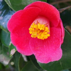 Spring's Promise Camellia Shrub -Garden Oasis Springs Promise Camellia 1 FGT
