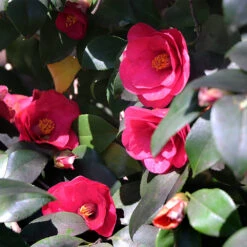 Spring's Promise Camellia Shrub -Garden Oasis Springs Promise Camellia 4