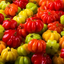 Star Cherry Tree (Pitanga) -Garden Oasis Star Cherry 7 FGT