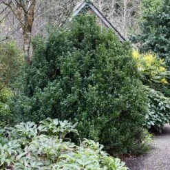 Steeds Japanese Holly Shrub -Garden Oasis Steeds Holly 1