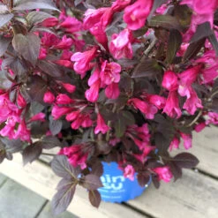 Stunner® Weigela -Garden Oasis Stunner weigela 1