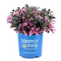 Stunner® Weigela -Garden Oasis Stunner weigela 3