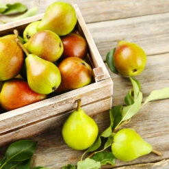 Summercrisp Pear Tree -Garden Oasis Summercrisp Pear 3 FGT