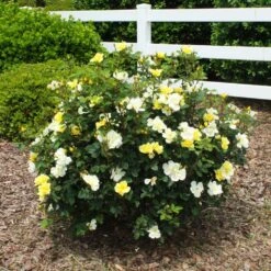 Sunny Knock Out® Rose -Garden Oasis Sunny knockout rose Shrub 1 FGT
