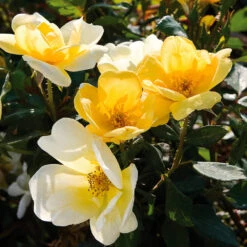 Sunny Knock Out® Rose -Garden Oasis Sunny knockout rose Shrub 3 FGT