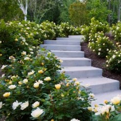 Sunny Knock Out® Rose -Garden Oasis Sunny knockout rose Shrub 7 FGT