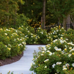Sunny Knock Out® Rose -Garden Oasis Sunny knockout rose Shrub 8 FGT