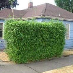 Sunset Glow Bamboo -Garden Oasis Sunset Glow Bamboo 2 450w