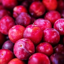 Superior Plum Tree 8 Superior Plum Tree -Garden Oasis Superior Plum 3