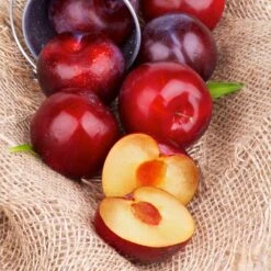 Superior Plum Tree 11 Superior Plum Tree -Garden Oasis Superior Plum 4