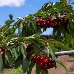 4-in-1 Cherry Surprise Tree 5 4-in-1 Cherry Surprise Tree -Garden Oasis Surprise Cherry FGT 2 b4c5cf71 2def 4f61 ba62 510df2fbc6a1