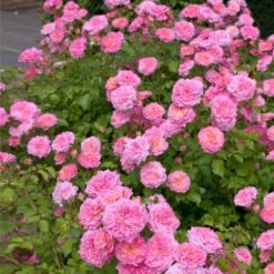Sweet Drift® Rose -Garden Oasis Sweet Drift Rose 1
