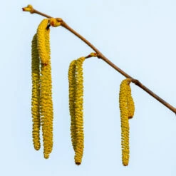 Theta Filbert Hazelnut 9 Theta Filbert Hazelnut -Garden Oasis THeta FIlbert Hazelnut 3