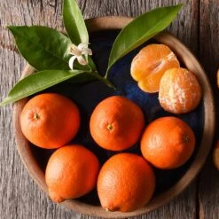 Tangelo Tree -Garden Oasis Tangelo 1 FGT