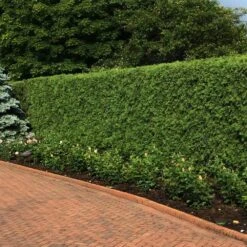 'Techny' Cold Hardy Thuja Tree 5 'Techny' Cold Hardy Thuja Tree -Garden Oasis Techny Thuja 2