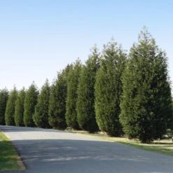 Front Page -Garden Oasis Techny Thuja Tree