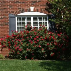 The Grand Champion™ Rose -Garden Oasis The Grand Champion Rose 1