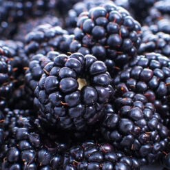 Thornless Blackberry -Garden Oasis Thornless Blackberry 1