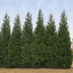 Junior Giant Thuja Tree -Garden Oasis Thuja Junior Giant BB 2