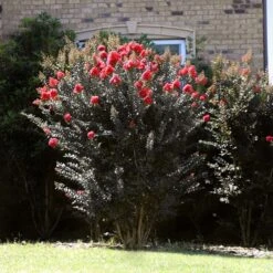 Thunderstruck™ Coral Boom™ Crape Myrtle Tree 7 Thunderstruck™ Coral Boom™ Crape Myrtle Tree -Garden Oasis Thunderstruck Coral Bloom 2