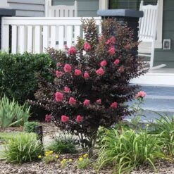 Thunderstruck™ Coral Boom™ Crape Myrtle Tree 6 Thunderstruck™ Coral Boom™ Crape Myrtle Tree -Garden Oasis Thunderstruck Coral Bloom 6