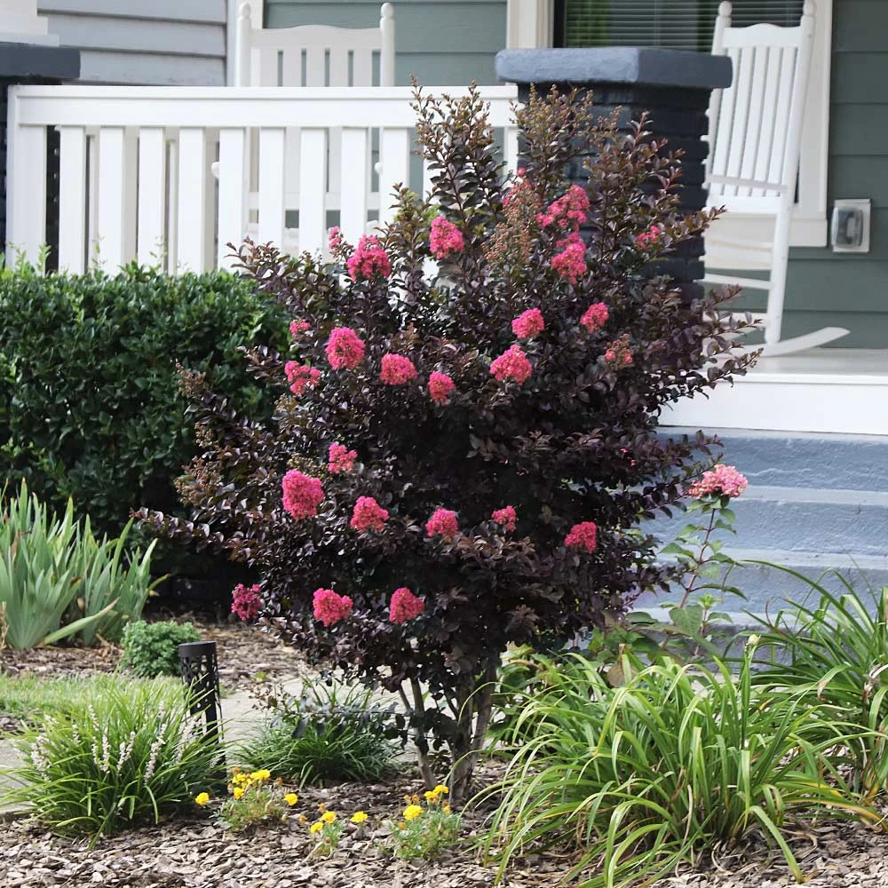 Thunderstruck™ Coral Boom™ Crape Myrtle Tree 3 Thunderstruck™ Coral Boom™ Crape Myrtle Tree - Image 3