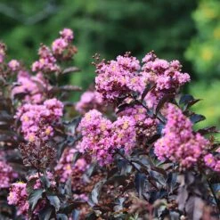 Thunderstruck™ Lavender Blast™ Crape Myrtle Tree 6 Thunderstruck™ Lavender Blast™ Crape Myrtle Tree -Garden Oasis Thunderstruck Lavender Blast 2 FGT