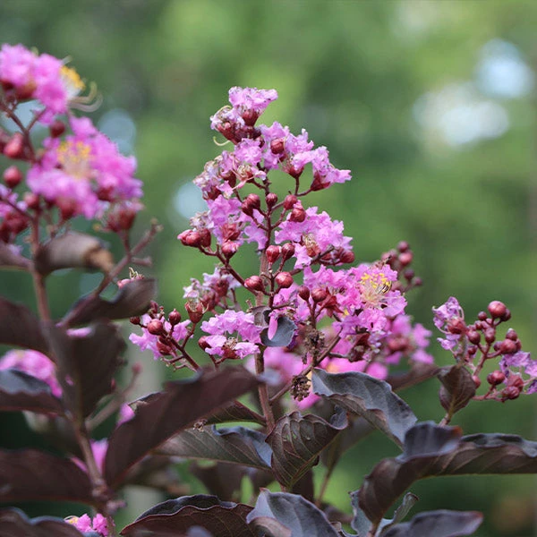 Thunderstruck™ Lavender Blast™ Crape Myrtle Tree 1 Thunderstruck™ Lavender Blast™ Crape Myrtle Tree